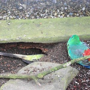 Red-rumped Parakeet excavations, 1st May 2014