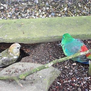 Red-rumped Parakeet excavations, 1st May 2014