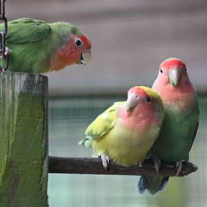Peach-faced Lovebirds, 1st May 2014