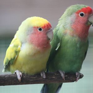 Peach-faced Lovebirds, 1st May 2014