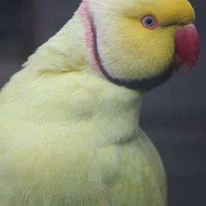 Indian Ring-necked Parakeet, 1st May 2014