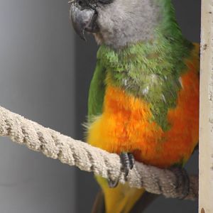 Senegal Parrot, 4th October 2013