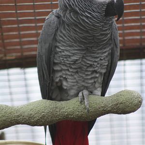 African Grey Parrot, 18th October 2013