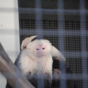 White-Throated Capuchin