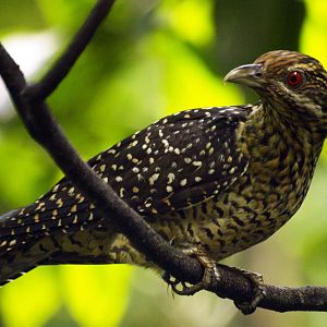 Asian Koel female