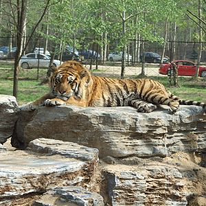 Siberian tiger (Panthera tigris altaica)