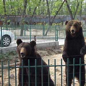 Brown bears waiting for feeding