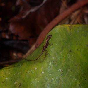 Ground Anole in Tortuguero, 14/04/14