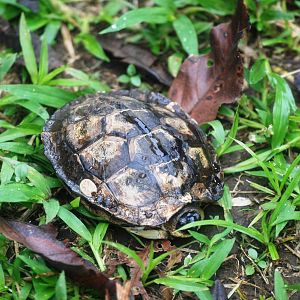 Brown Wood Turtle in Tortuguero, 14/04/14