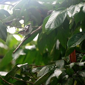 Chestnut-sided Warbler in Tortuguero, 14/04/14