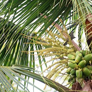 Palm Tanagers in Palm Tree - Tortuguero, 14/04/14