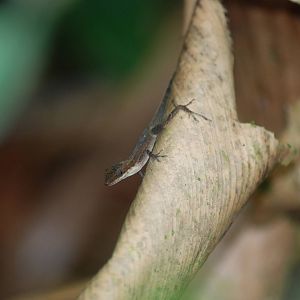 Slender Anole in Tortuguero, 14/04/14