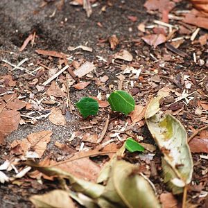 Leaf-cutter Ants in Tortuguero, 14/04/14