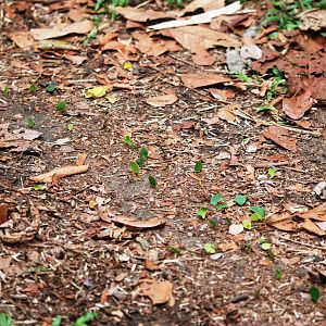 Leaf-cutter Ants in Tortuguero, 14/04/14