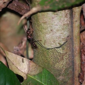 Bullet Ant in Tortuguero, 14/04/14