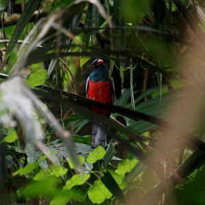 Slaty-tailed Trogon in Tortuguero, 13/04/14