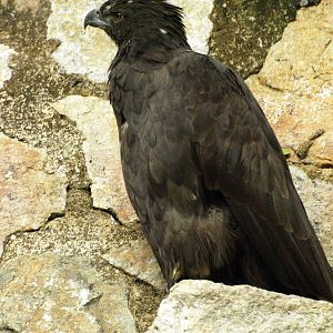 Changeable Hawk Eagle -Jurong