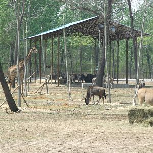 African animal zone