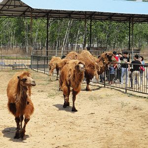 Bactrian camel (Camelus bactrianus)