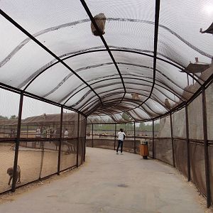 Walking through the macaque exhibit