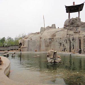 Pool for macaques