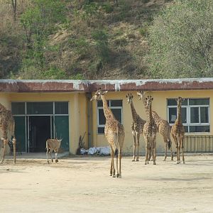 Giraffes and Elands