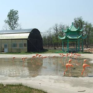Flamingo exhibit