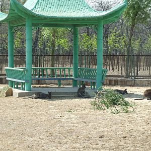 Wallaby exhibit