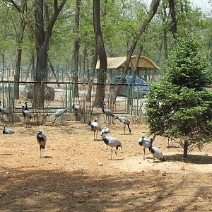 Demoiselle Crane (Anthropoides virgo) exhibit