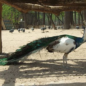Peafowl