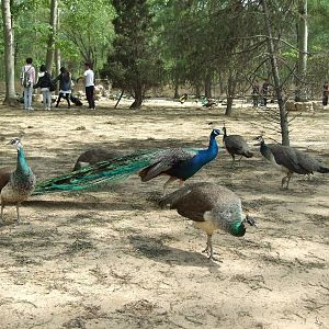 Blue Peafowl (Pavo cristatus)