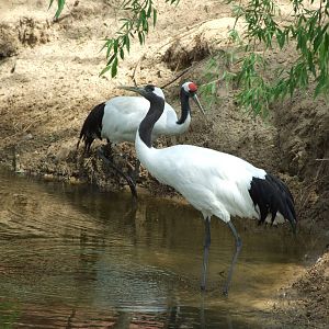 Red-crowned Crane (Grus japonensis)