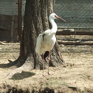 Siberian Crane (Leucogeranus leucogeranus)