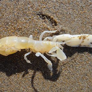 Thalassinidea (male)