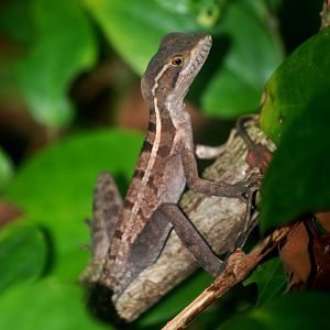 Brown Basilisk in Tortuguero, 14/04/14