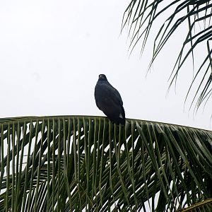 Common Black-Hawk in Tortuguero, 14/04/14