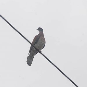 Pale-vented Pigeon in Tortuguero, 14/04/14