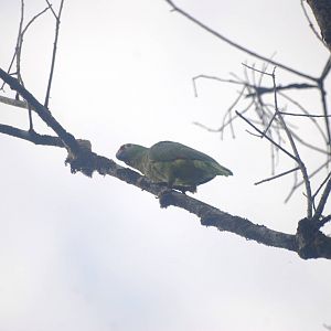Red-lored Amazon in Tortuguero, 14/04/14