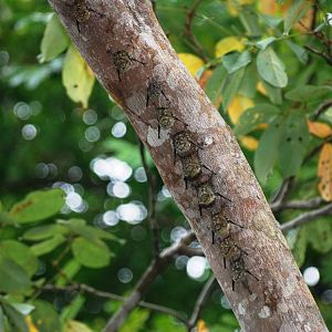 Brazilian Long-nosed Bats in Tortuguero, 15/04/14