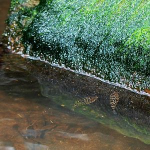 Freshwater Pufferfish in Tortuguero, 15/04/14