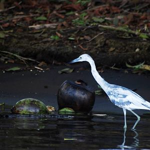 Little Blue Heron in Tortuguero, 15/04/14