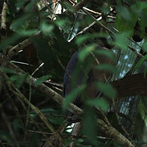 Roosting Boat-billed Heron in Tortuguero, 15/04/14