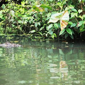 Spectacled Caiman in Tortuguero, 15/04/14