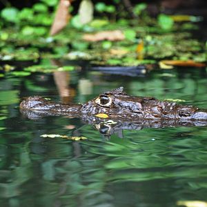 Spectacled Caiman in Tortuguero, 15/04/14