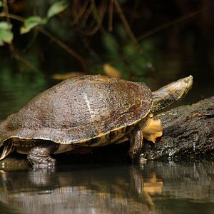 Mesoamerican Slider in Tortuguero, 15/04/14