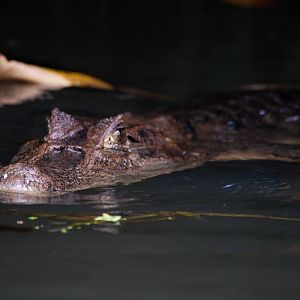 Spectacled Caiman in Tortuguero, 15/04/14