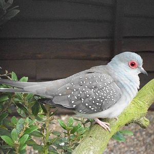 Diamond Dove, 9th May 2014