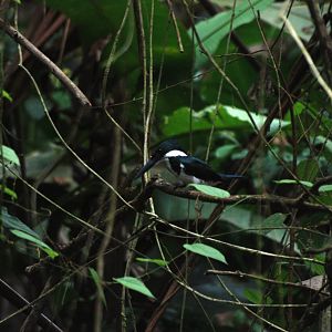 Amazon Kingfisher in Tortuguero, 15/04/14