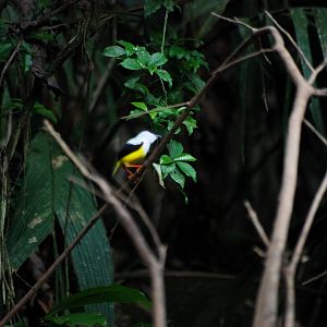 White-collared Manakin in Tortuguero, 15/04/14