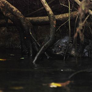 Neotropical River Otter in Tortuguero, 15/04/14